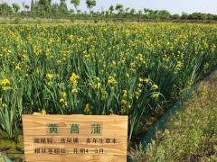 黃菖蒲